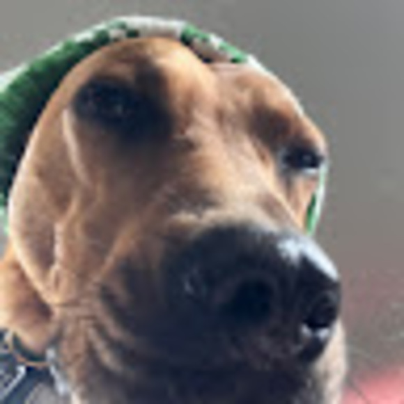 Meet your Posher, Mirabelle - Picture 1 of 1